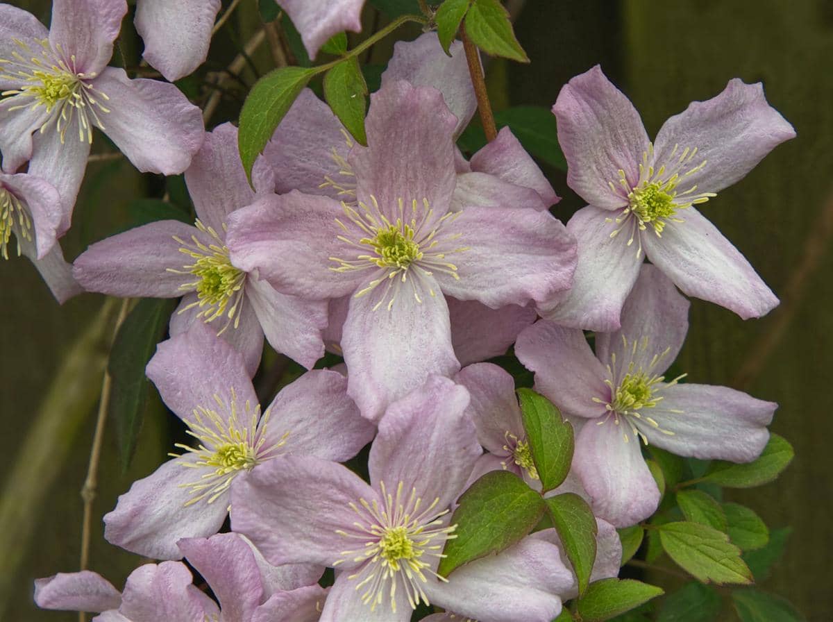 ilustrasi clematis montana