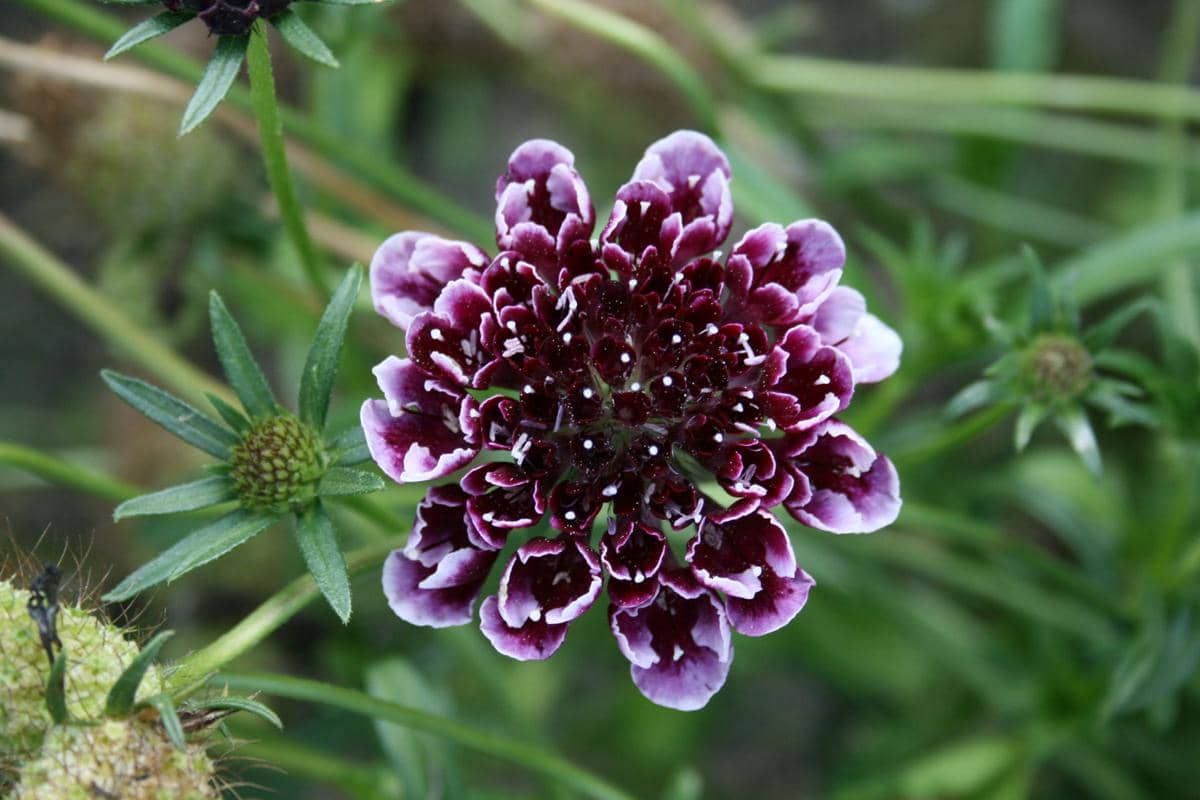 ilustrasi scabiosa