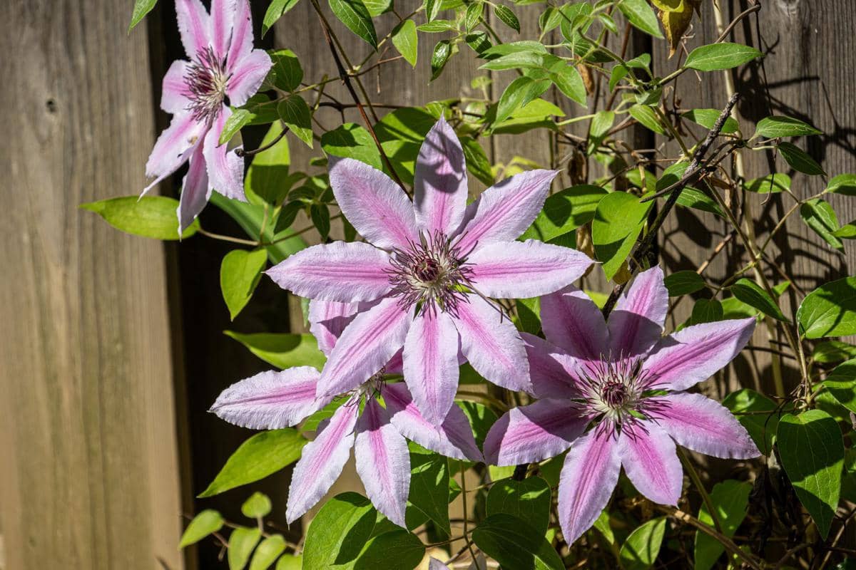 ilustrasi clematis nelly moser