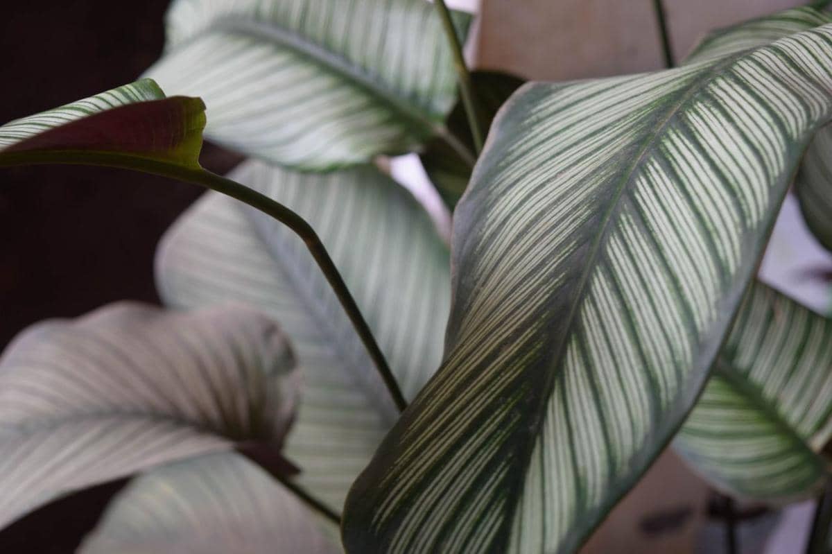 ilustrasi calathea white fusion
