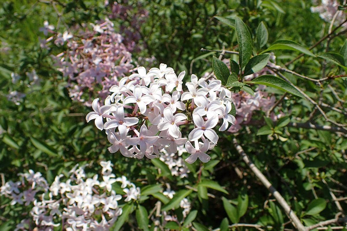 ilustrasi syringa persica