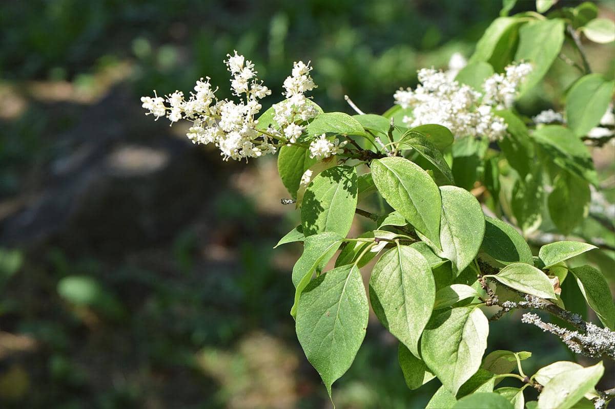 ilustrasi syringa reticulata