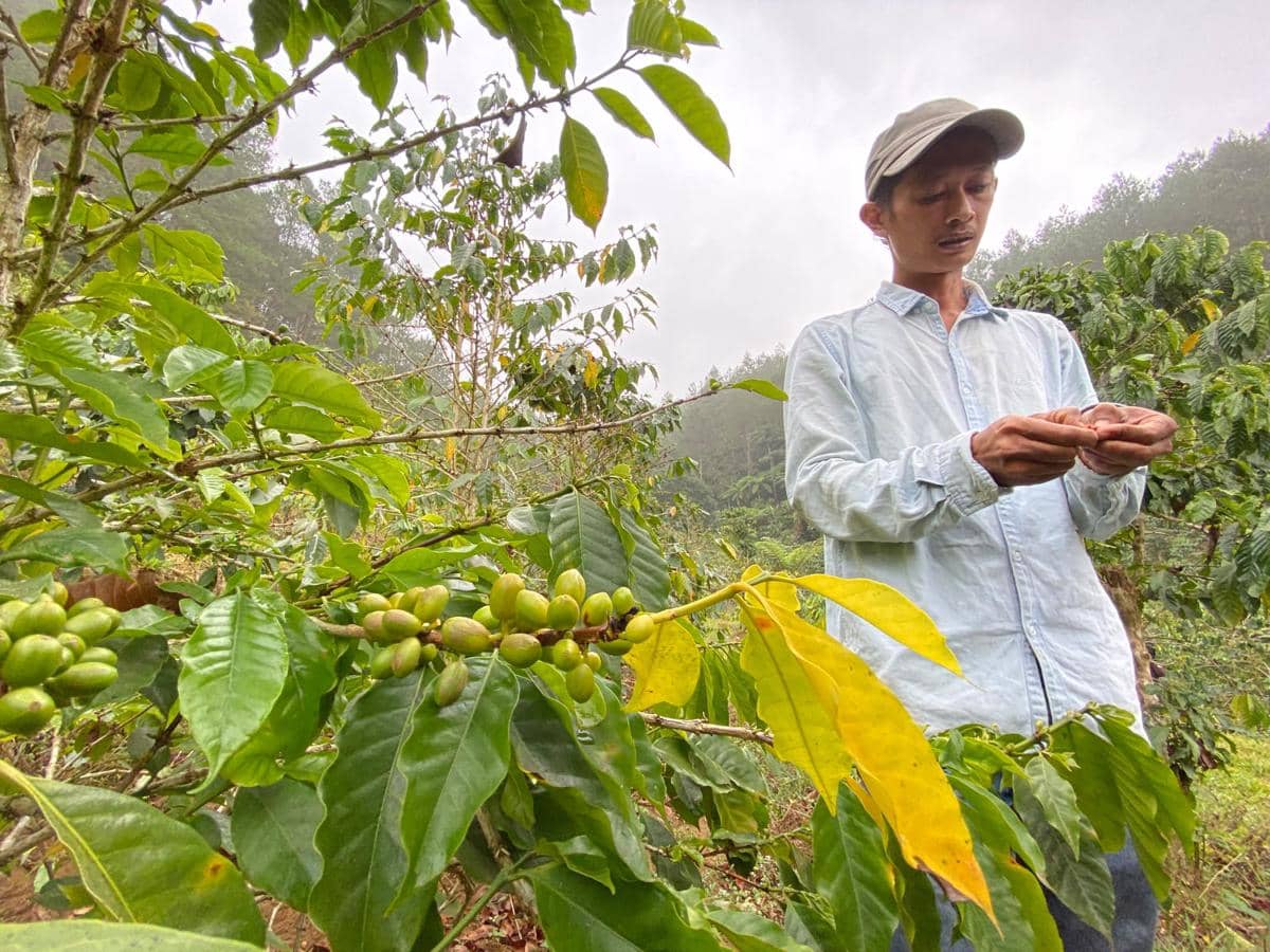 Petani kopi di Kuningan dan Majalengka mengembangkan mutu, kelembagaan, serta pemasaran untuk pasar mancanegara.