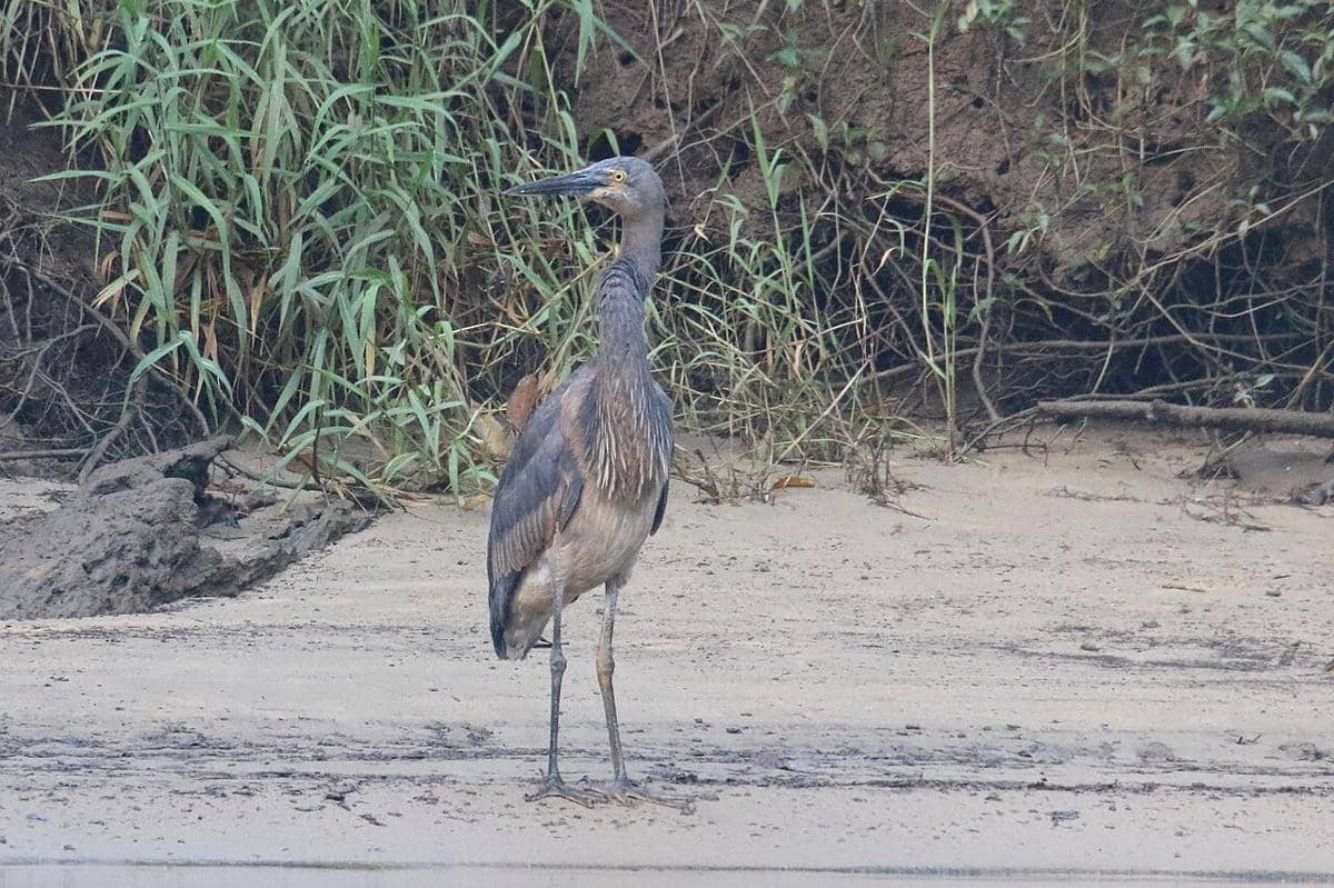 Burung cangak laut di tepi pantai.