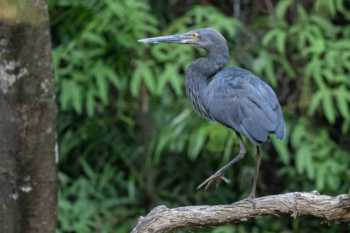Burung cangak laut bertengger di pohon.