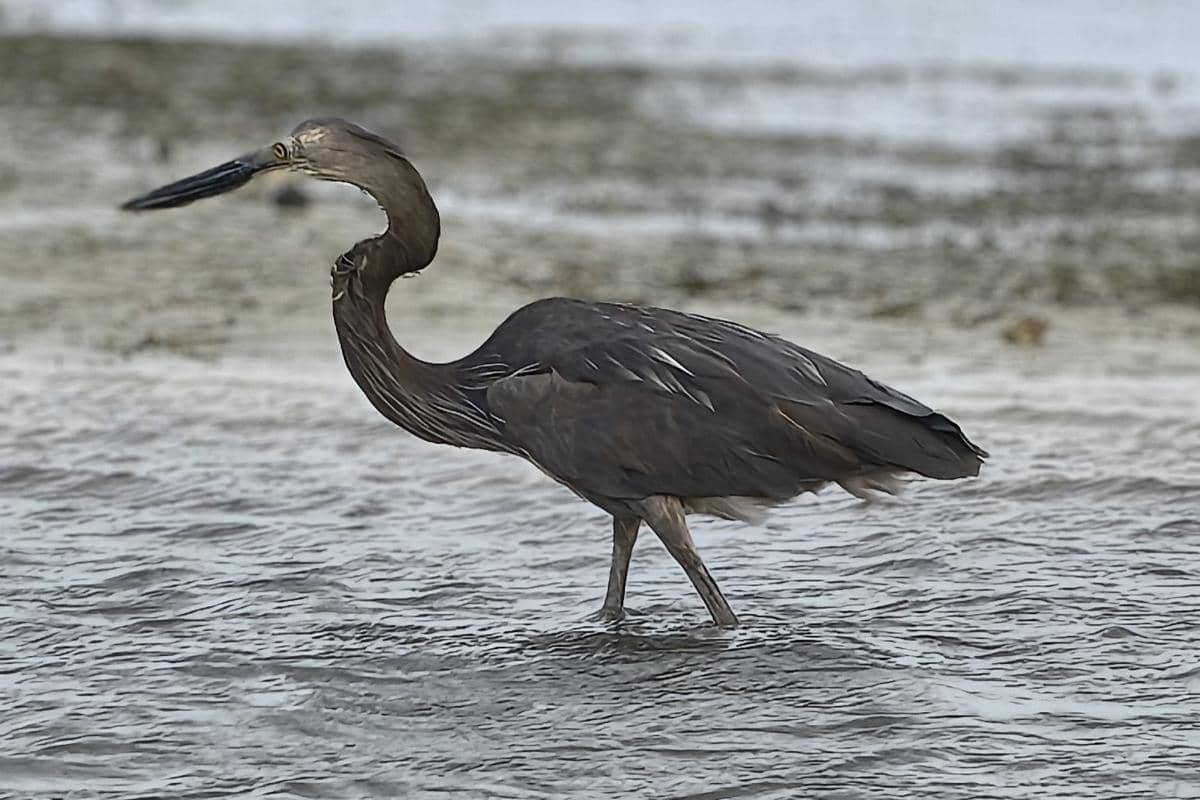 Burung cangak laut sedang mencari makan.