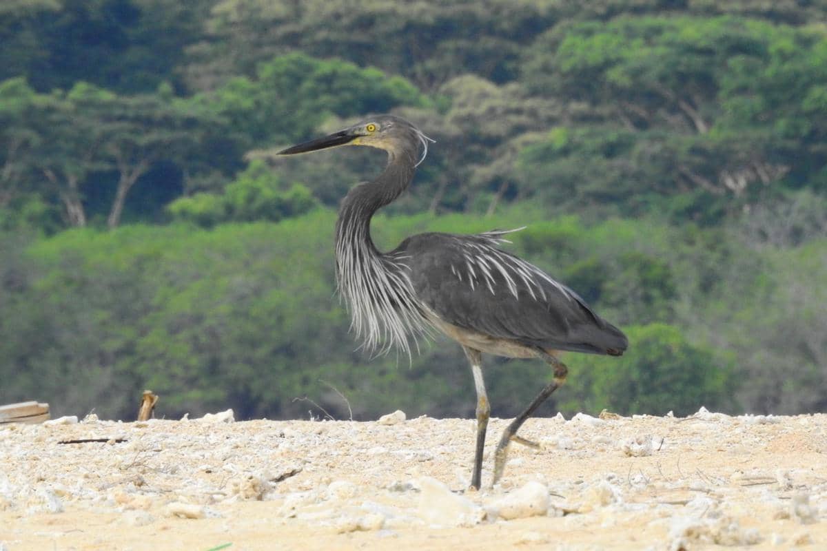 Burung cangak laut di Pulau Menjangan, Taman Nasional Bali Barat.