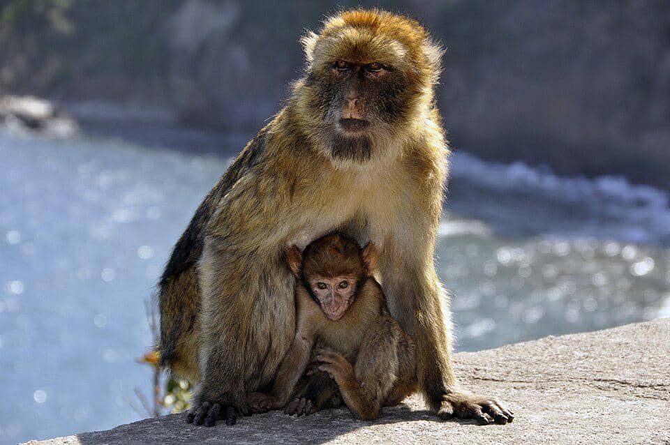 ilustrasi macaque