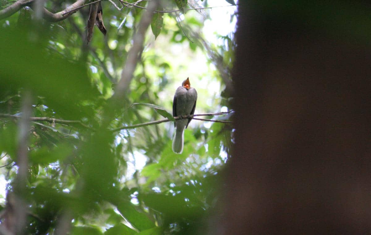 Screaming Piha (Lipaugus vociferans).