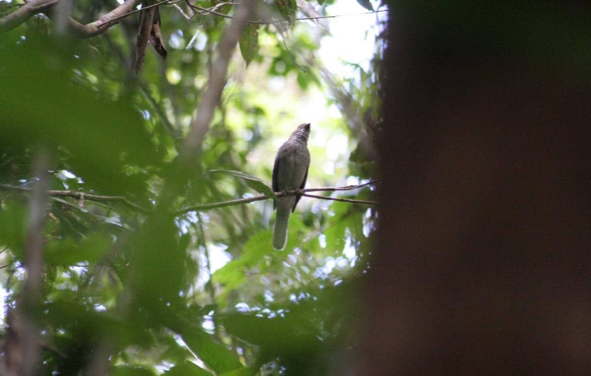 Screaming Piha (Lipaugus vociferans).