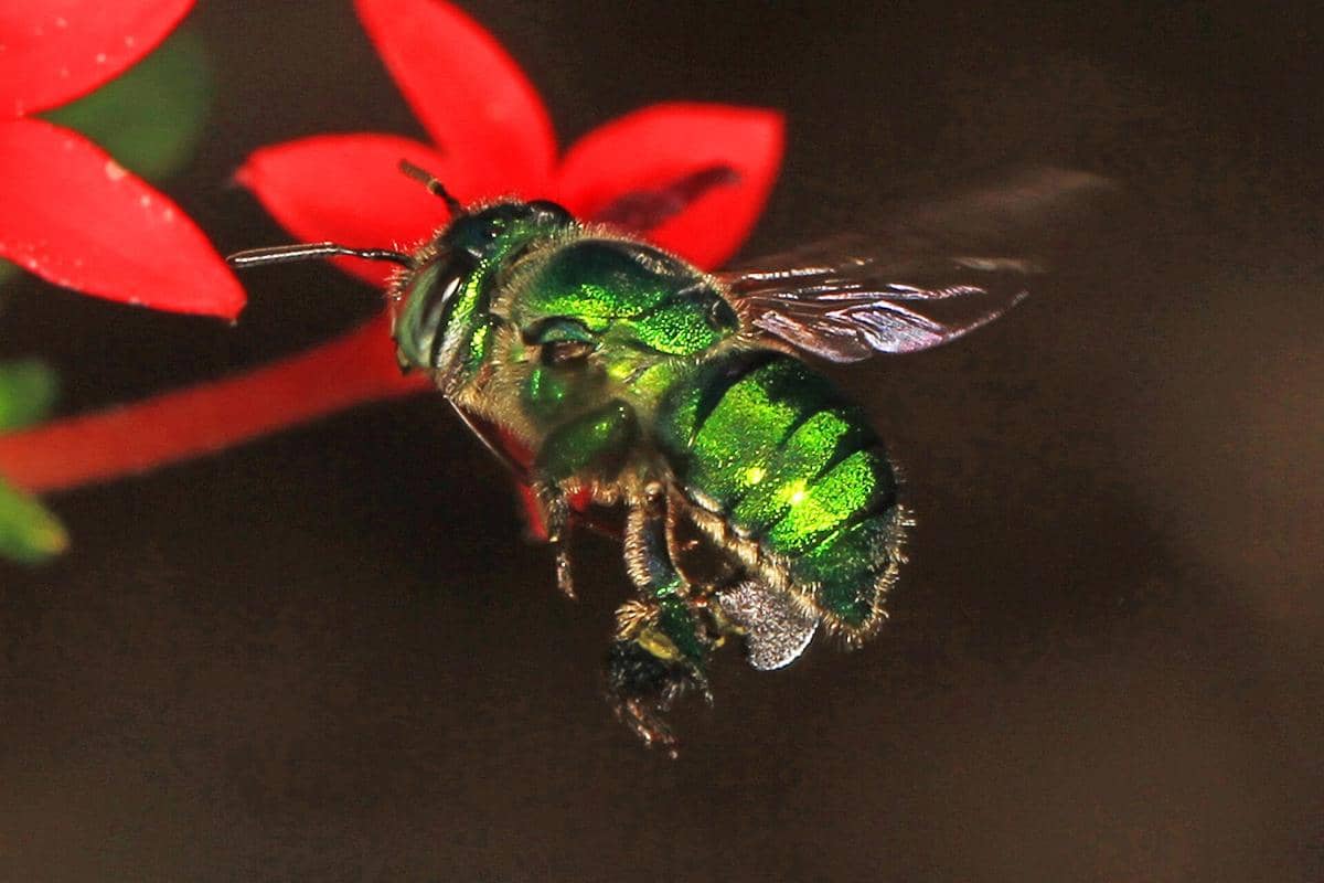 5 Fakta Unik Green Orchid Bee, Lebah Mungil Pembuat Parfum dari Alam