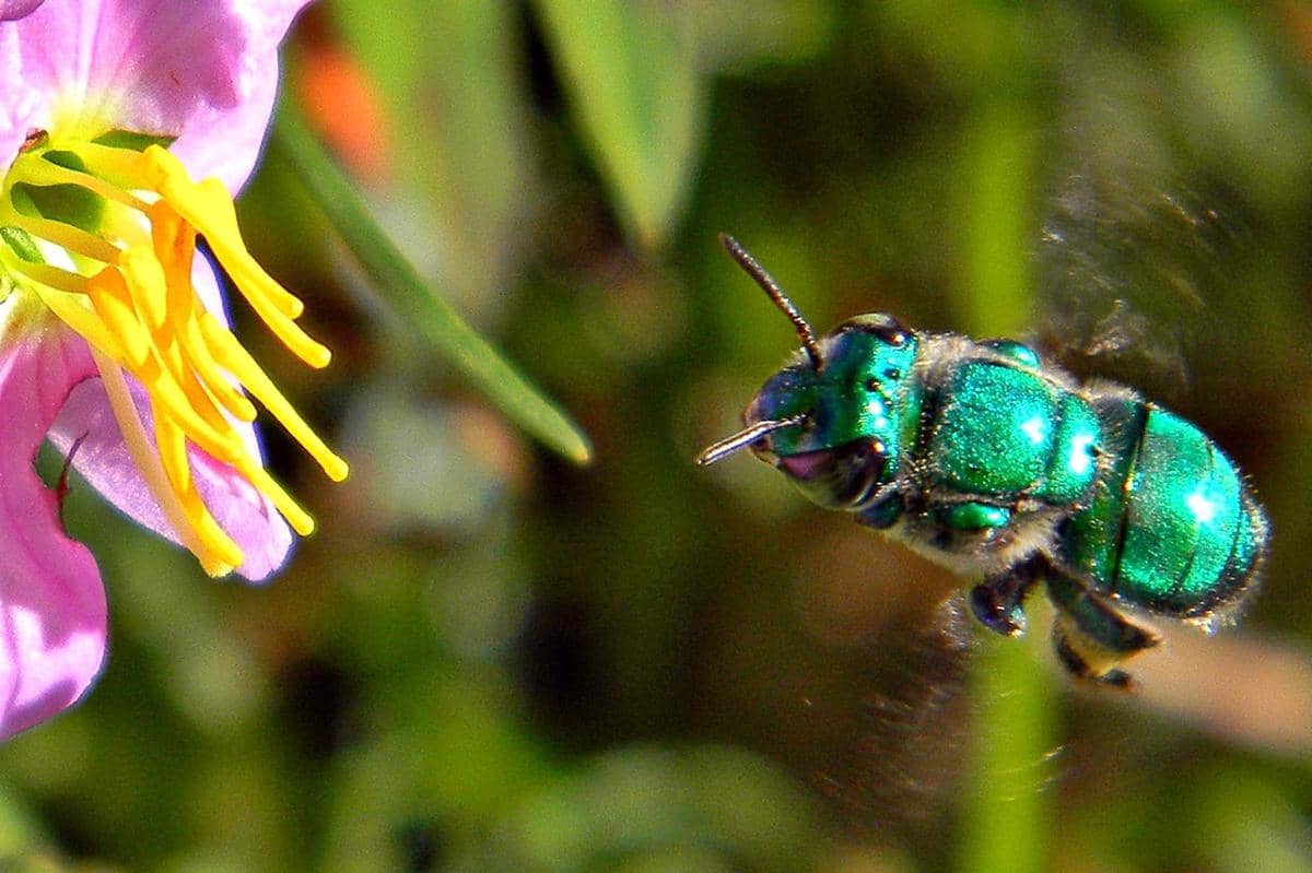 Green Orchid Bee
