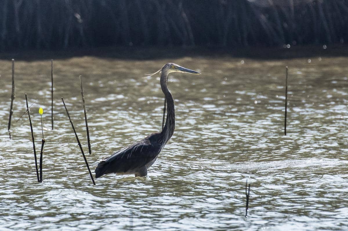 Burung cangak laut di Taman Nasional Baluran, Jawa Timur.