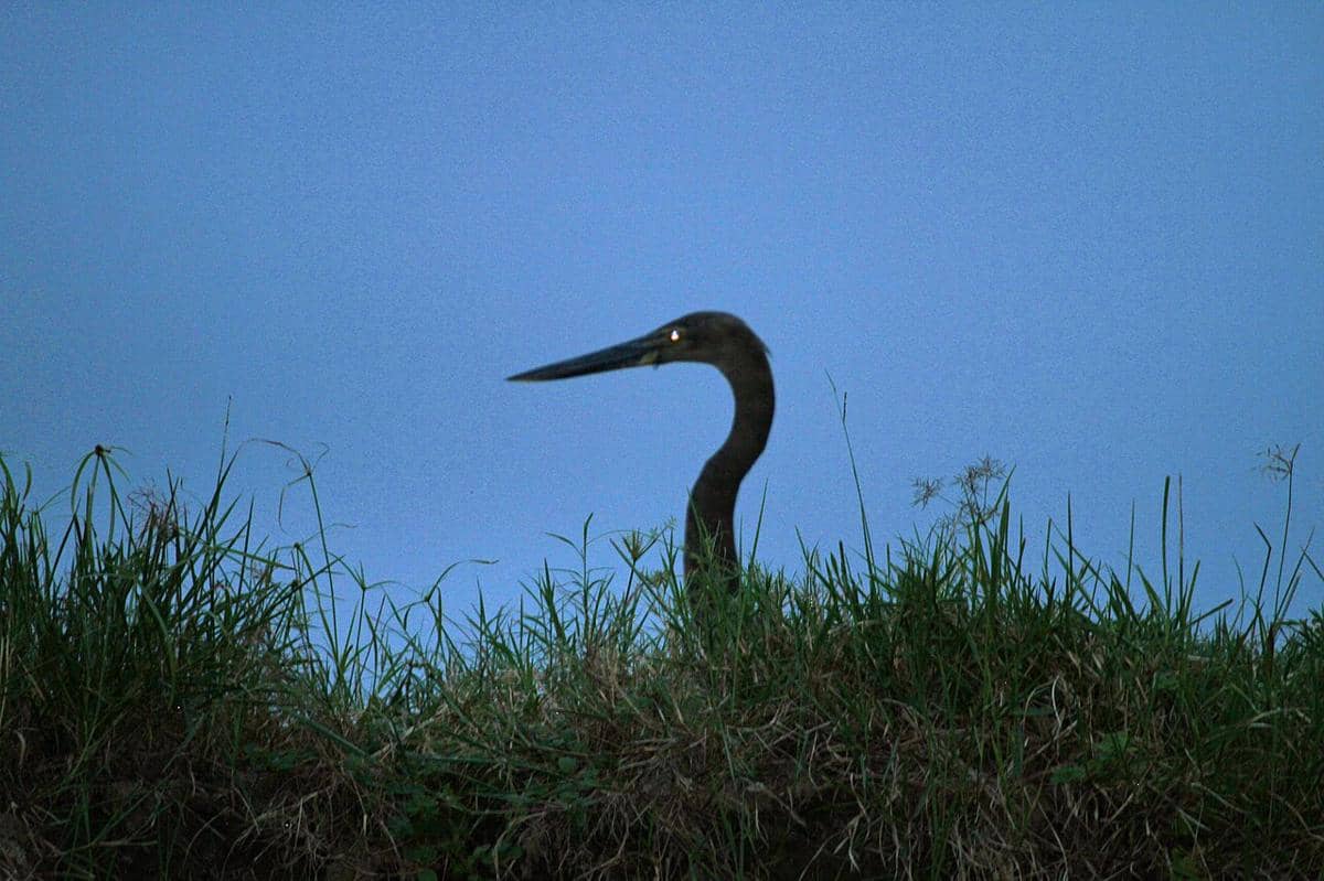 Burung cangak laut terlihat di malam hari.