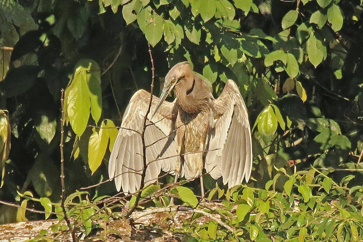 Burung cangak laut sedang berjemur.