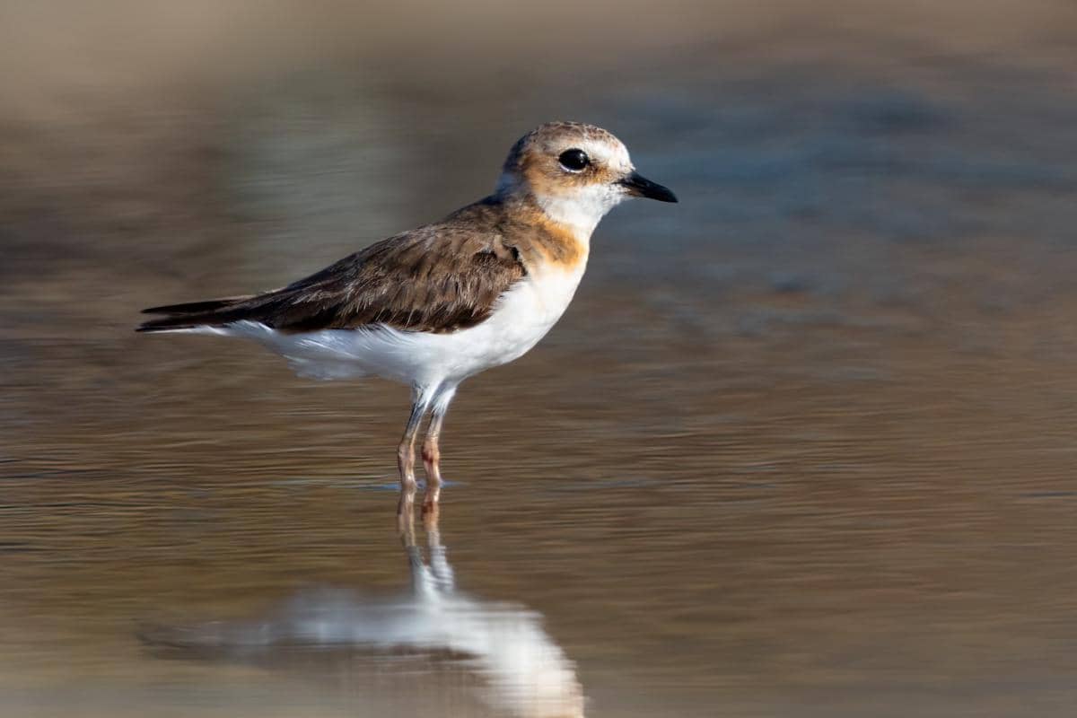 5 Fakta Menarik Cerek Jawa, Burung Pantai Asli Pesisir Jawa