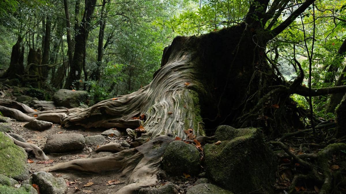 Kenapa Yakushima Jadi Wilayah Paling Basah di Jepang?