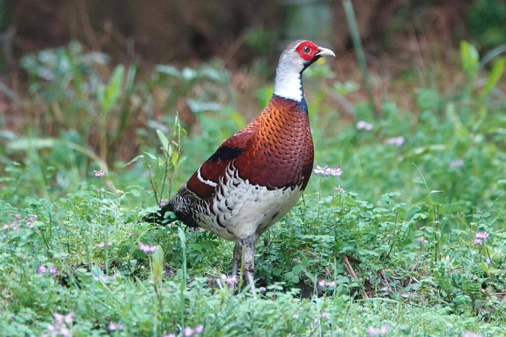 5 Fakta Elliots Pheasant, Pegar Elliot Penghuni Hutan Tiongkok