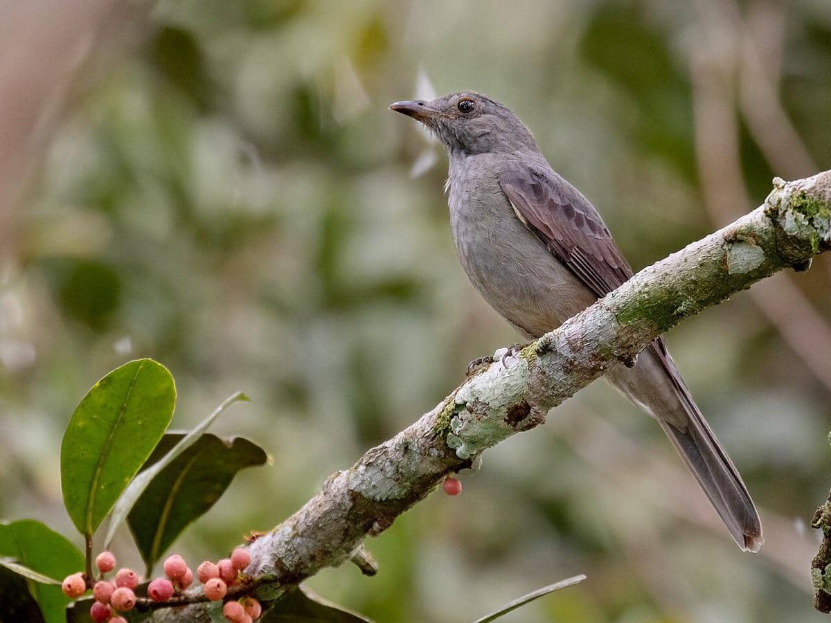 5 Fakta Screaming Piha, Burung Pengicau yang Punya Suara Keras