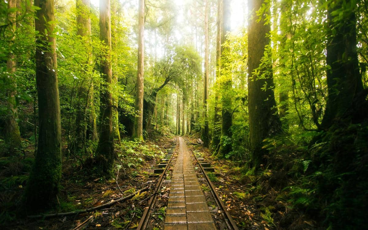ilustrasi Yakushima, Jepang