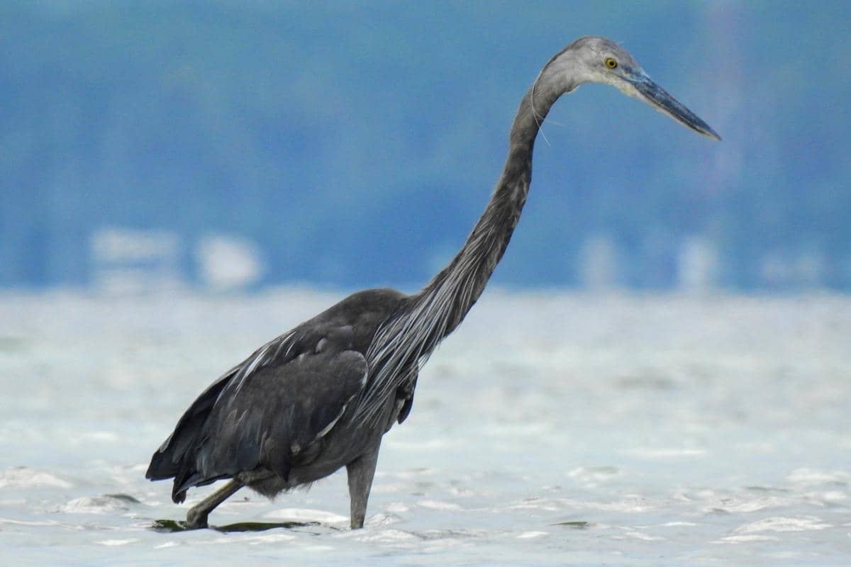 7 Fakta Cangak Laut, Burung Air Besar dari Lahan Basah Indonesia