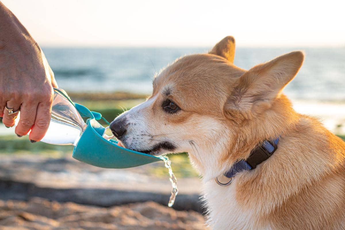 Anjing sedang minum