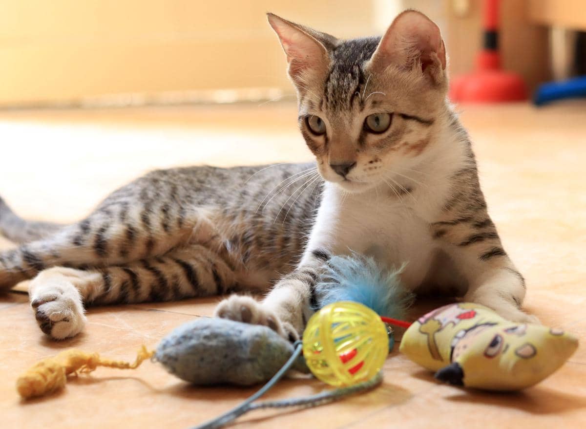 Kucing dan mainannya