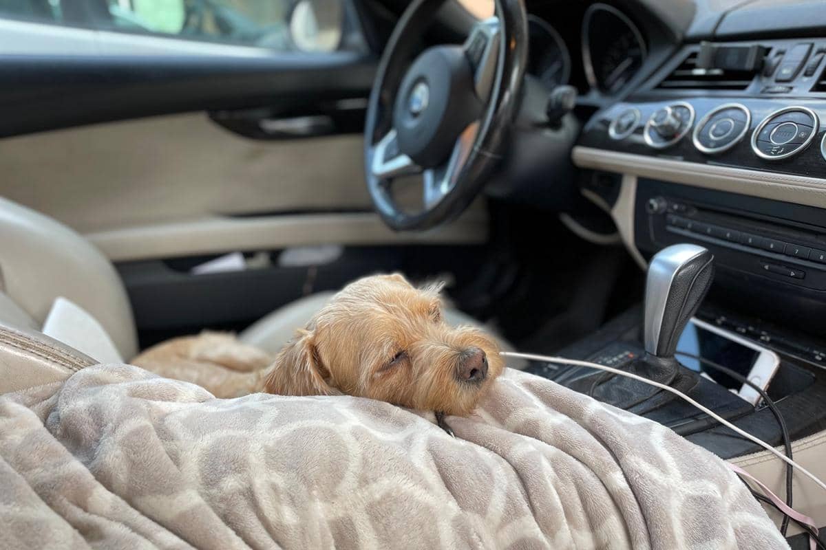 Anjing di dalam mobil