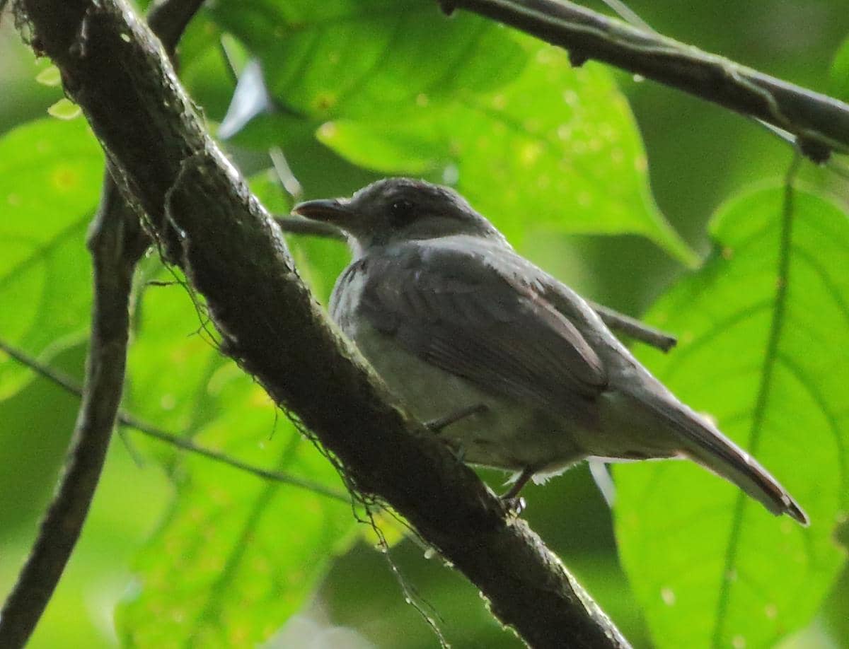 Screaming Piha (Lipaugus vociferans).