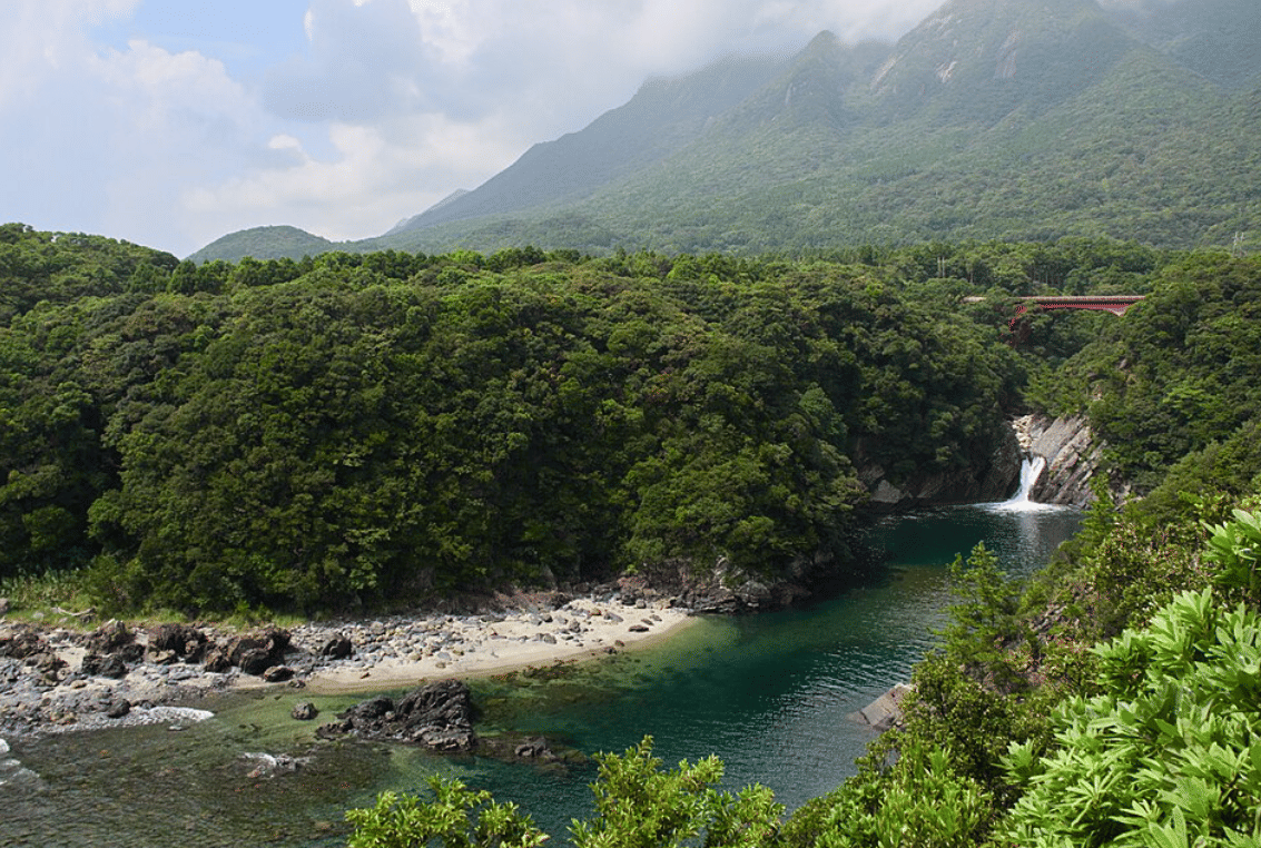 ilustrasi hutan Yakushima, Jepang