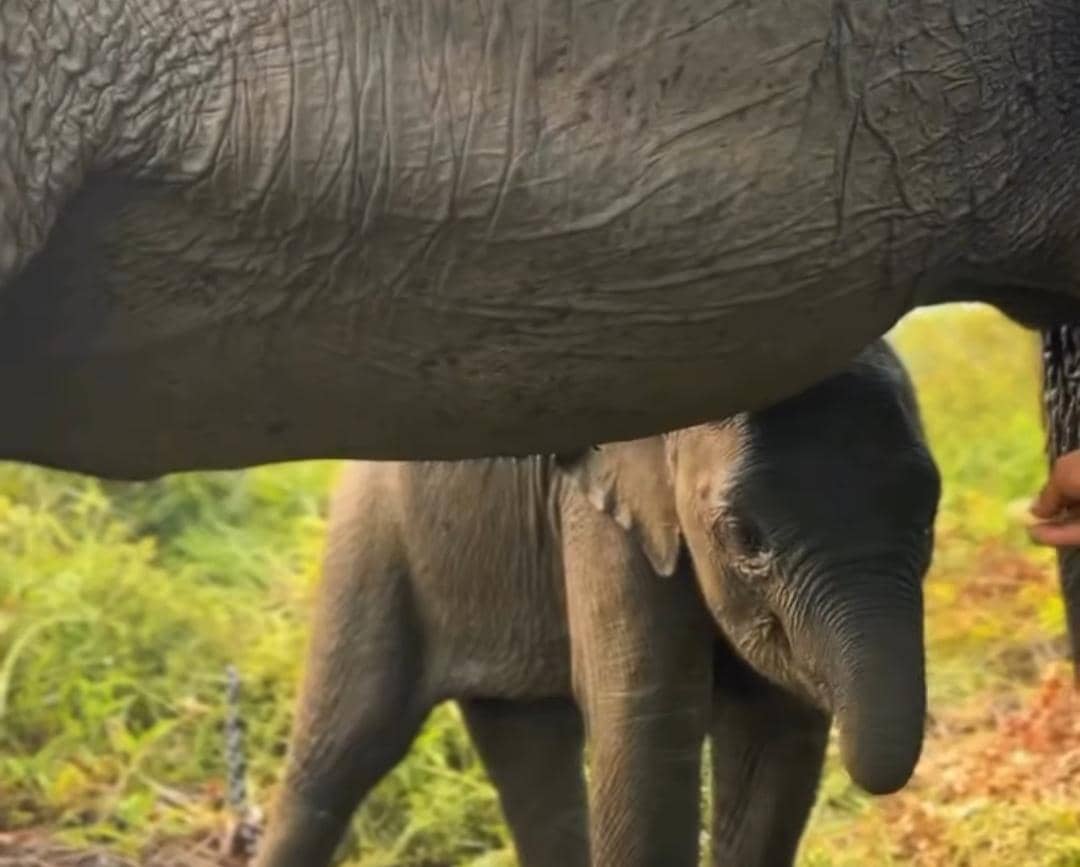 Gajah Sumatra yang berada di PKG Jalur 21 Padang Sugihan.