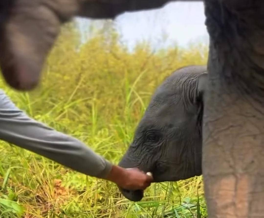 Gajah Sumatra yang berada di PKG Jalur 21 Padang Sugihan.