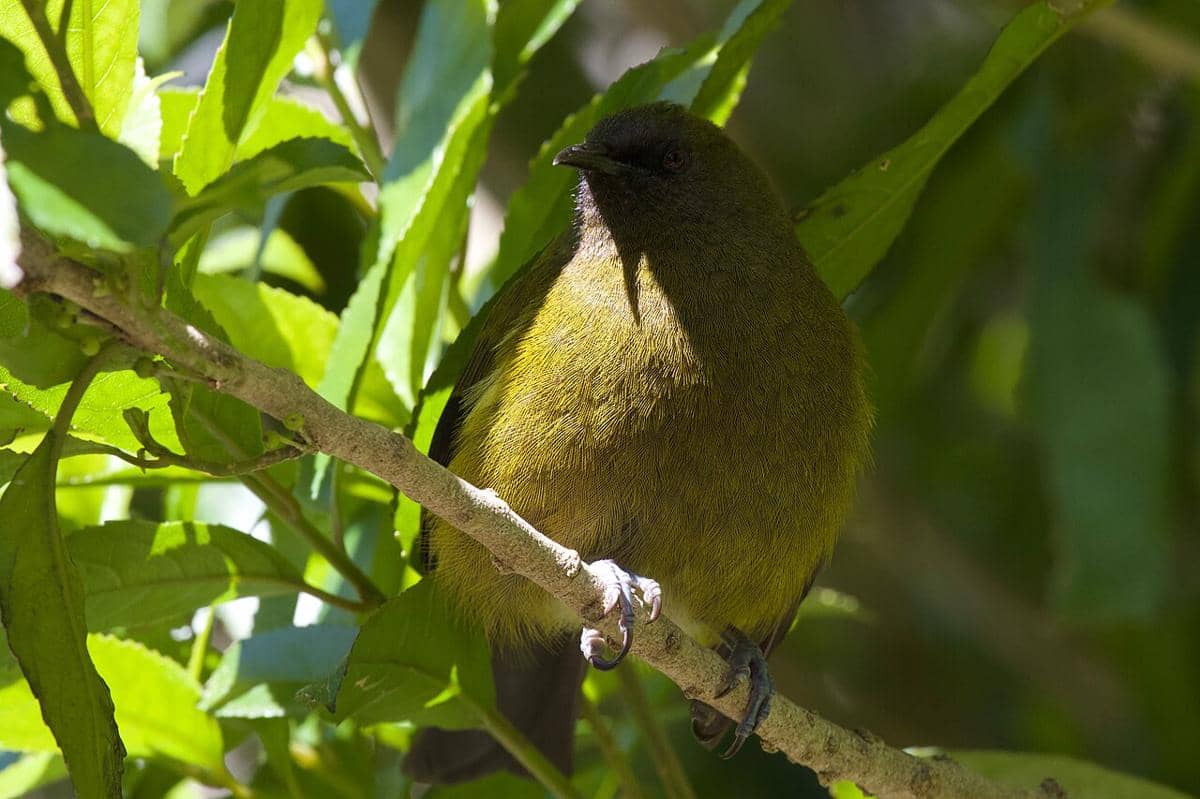 Burung lonceng Selandia Baru (Anthornis melanura).