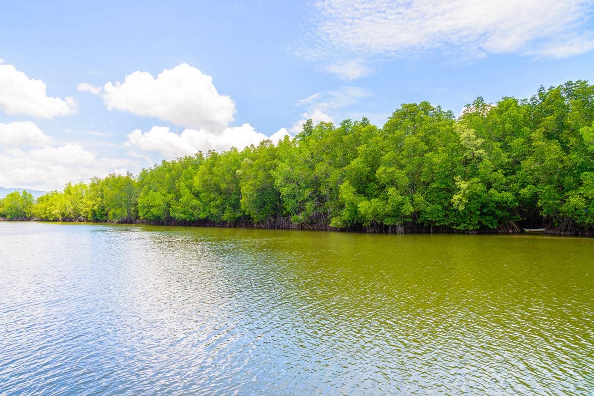 ilustrasi mangrove