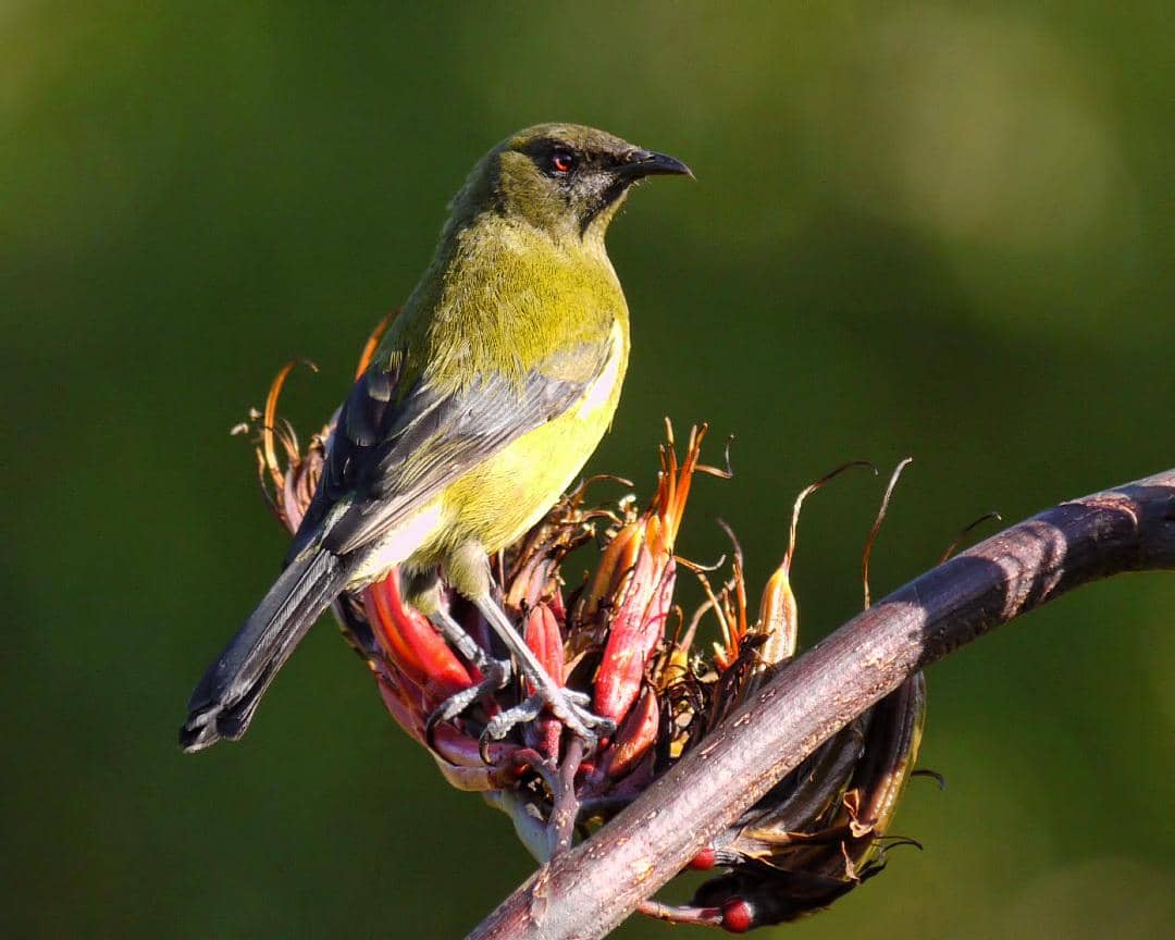 Burung lonceng Selandia Baru (Anthornis melanura).