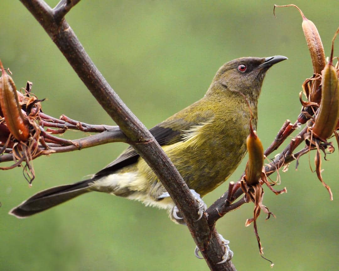 Burung lonceng Selandia Baru (Anthornis melanura).