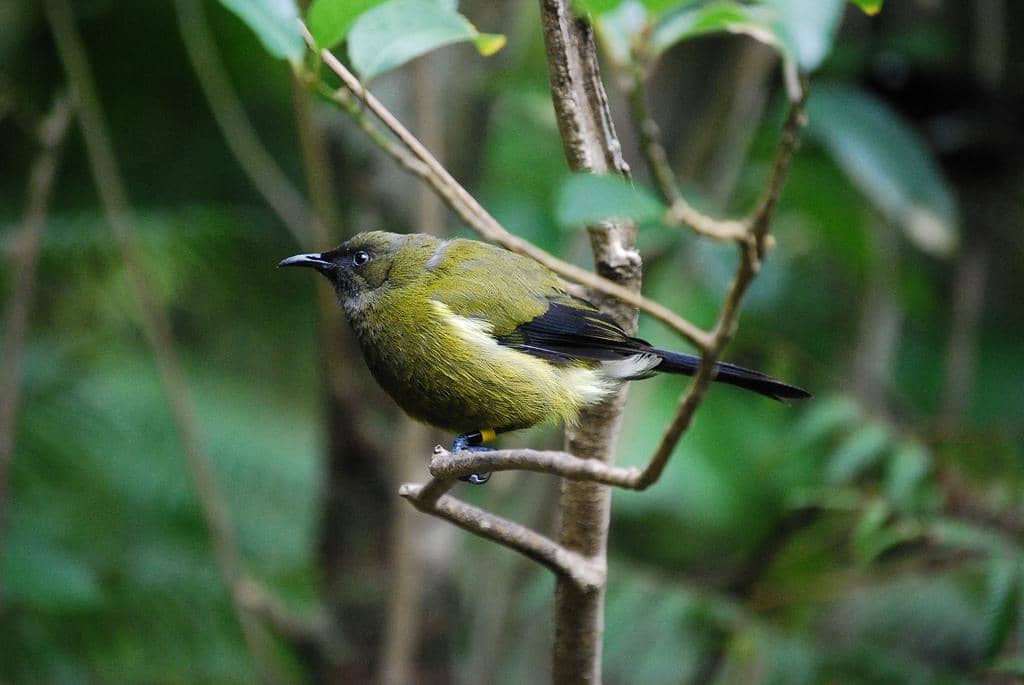 Burung lonceng Selandia Baru (Anthornis melanura).