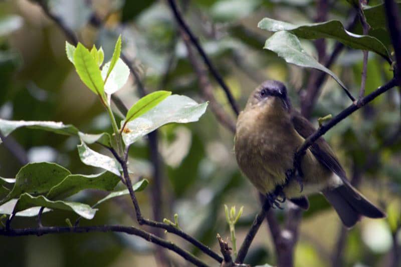 Burung lonceng Selandia Baru (Anthornis melanura) betina.