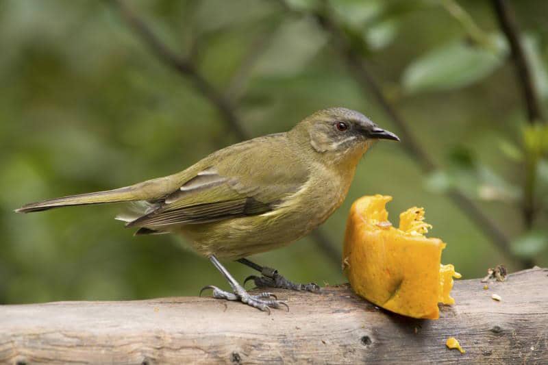 Burung lonceng Selandia Baru (Anthornis melanura).