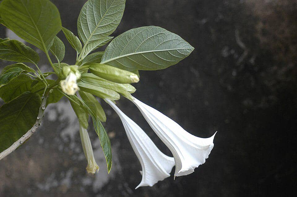 Bunga terompet malaikat putih Brugmansia suaveolens menggantung di antara daun hijau pada ilustrasi.