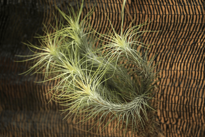 ilustrasi tanaman tillandsia