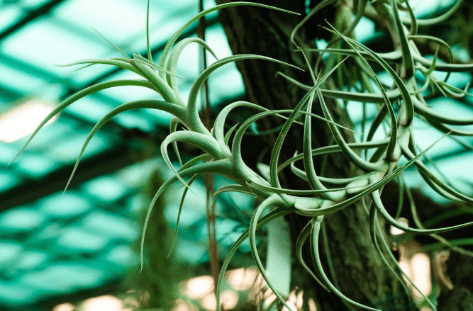 ilustrasi tanaman tillandsia albida