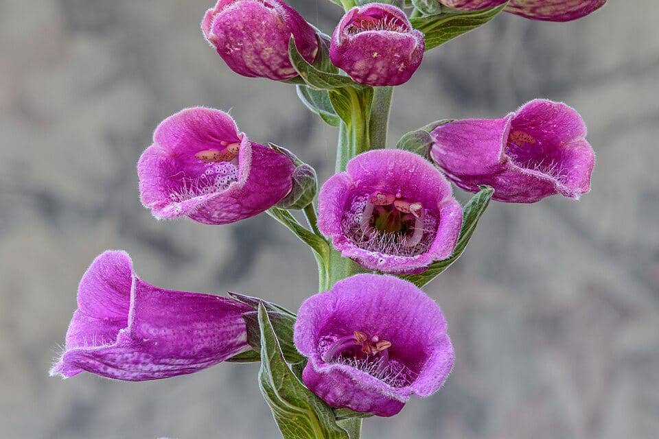 Ilustrasi tanaman foxglove atau Digitalis purpurea dengan deretan bunga berbentuk tabung berwarna merah muda keunguan.