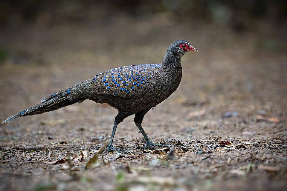 5 Fakta Germain's Peacock Pheasant, Pegar Bermotif dari Hutan Vietnam