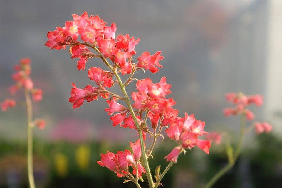 Bunga merah coral bells (Heuchera sanguinea) tumbuh pada tangkai tinggi di antara daun hijau berlekuk.