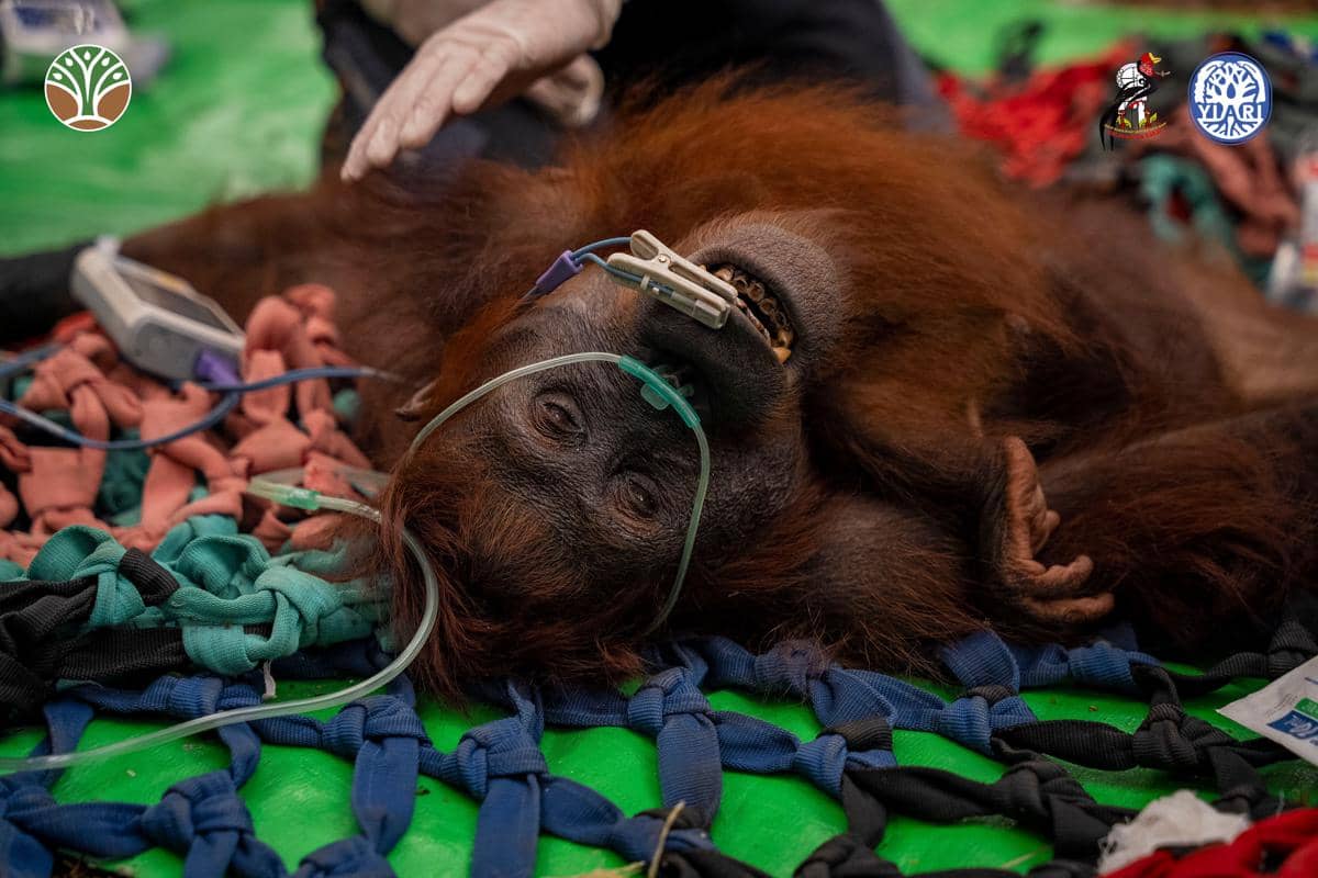 Karhutla Kayong Utara Bakar Kaki Mama Penja, Orang Utan Kelaparan