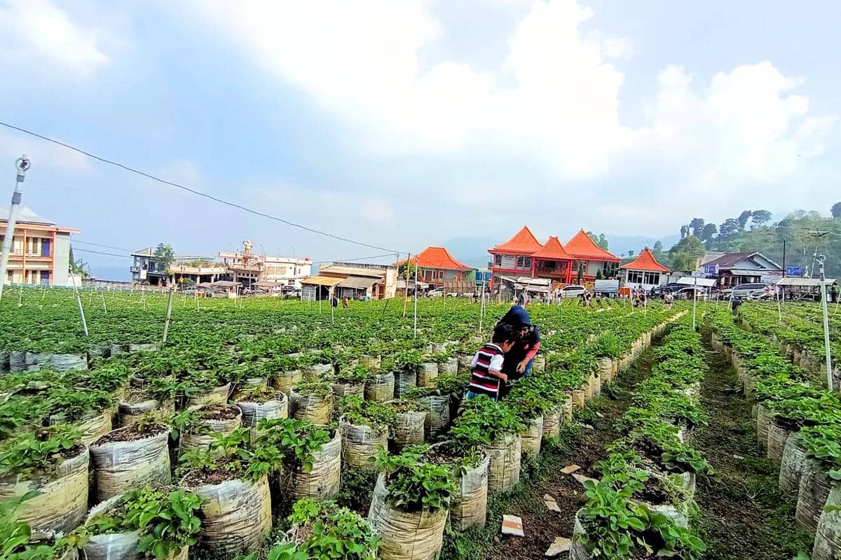 Kebun Stroberi Magetan, Jawa Timur
