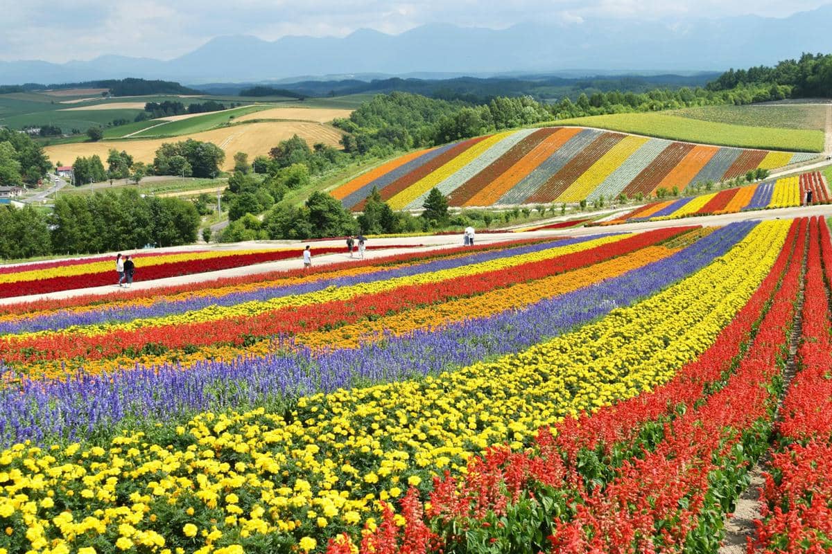 5 Fakta Biei, Kota Jepang dengan Lanskap Pedesaan yang Fotogenik