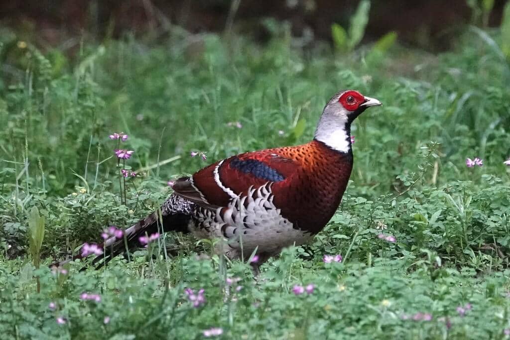 Burung Syrmaticus ellioti