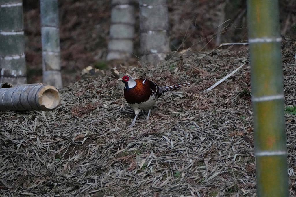 Burung Syrmaticus ellioti